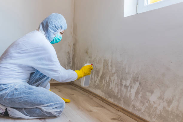 Licensed Mold Testing service in Wellesley Hills, MA - WQB Mold Removal